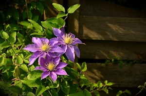 ガーデニングに人気なクレマチスの花言葉とは 色別の意味はあるの せーやの花のある暮らし
